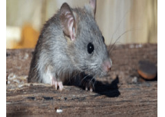 Rat Pest Control Armadale