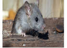 Rat Pest Control Armadale